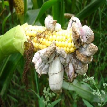 Ustilago Maydis (Corn Smut)