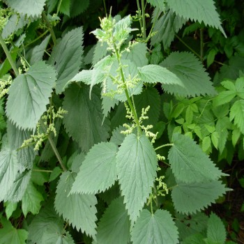 Urtica Dioica (Common Nettle)