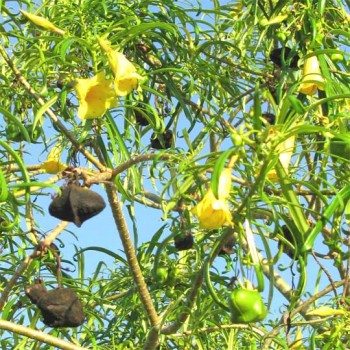 Thevetia Neriifolia (Yellow Oleander)