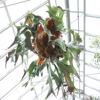 Platycerium Stemaria (Triangular Staghorn Fern)