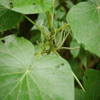 Piper Umbellatum (Pothomorphe Umbellatum)