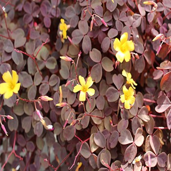 Oxalis Corniculata