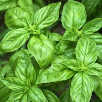 Basil (Ocimum Basilicum)