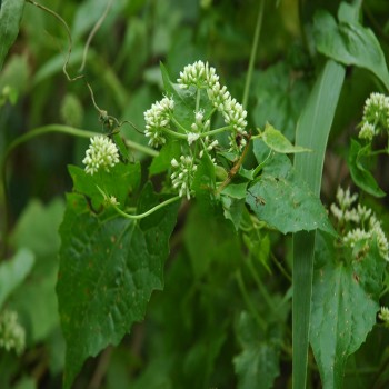 Mikania Cordata (Bitter Vine)