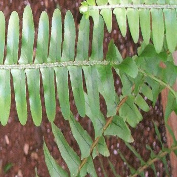 Nephrolepis SP (Sword Fern)