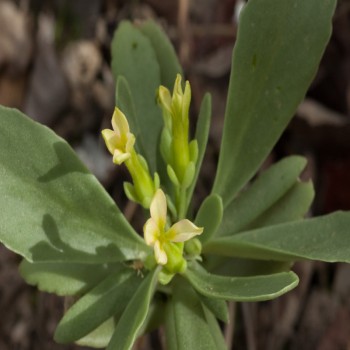 Kalanchoe Crenata