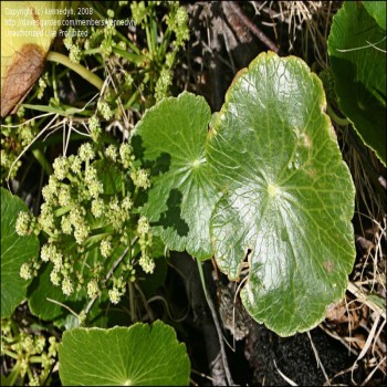 Largeleaf Pennywort ( Hydrocotyle Bonariensis)