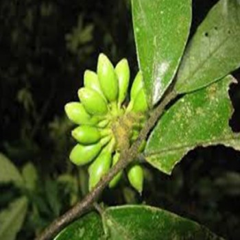 Enantia Chlorantha