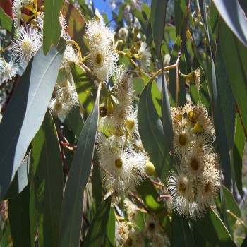 Eucalyptus Spp (Gum Tree)