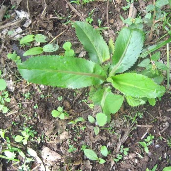 Culantro (Eryngium Foetidum)