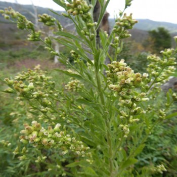 Erigeron Floribundus