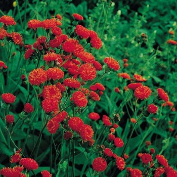 Emilia Coccinea (Tassel Flower)