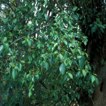 Ficus Exasperata (Sandpaper Tree)