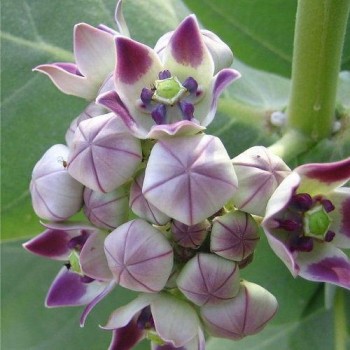 Calotropis Procera