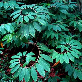 Costus Afer (Spiral Ginger)