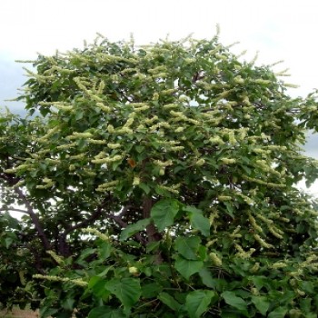 Croton Macrostachyus (Broad-Leaved Croton)