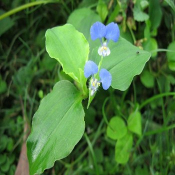 Commelina Benghalensis (Bengal Dayflower)