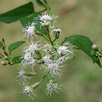 Chromolaena Odorata (Siam Weed)