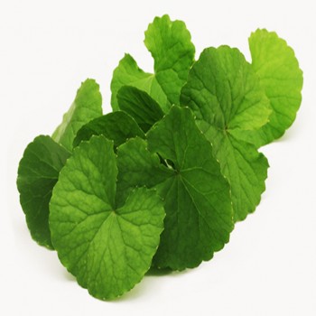 Gotu Kola