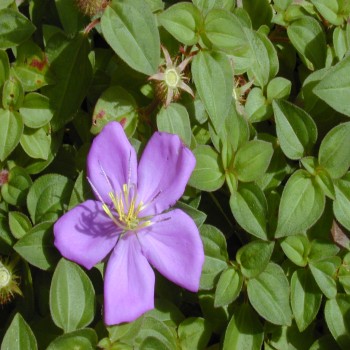 Dissotis Prostrata/Rotundifolia