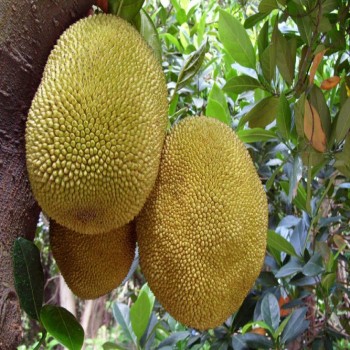 Artocarpus Heterophyllus (Jackfruit)