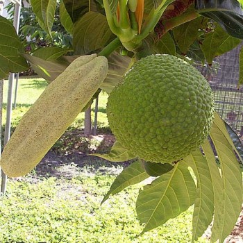 Artocarpus Communis (Breadfruit)
