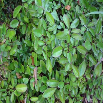 Bryophyllum Pinnatum