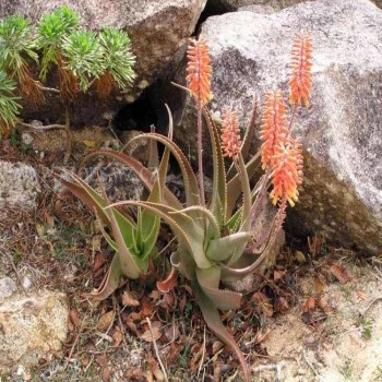 Aloe Perryi (Aloe Socotrina)