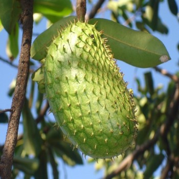 Annona Muricata Linn