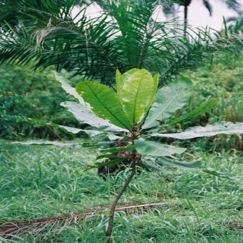 Anthocleista Vogelii