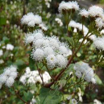 Ageratum Conyzoides (Goat Weed)