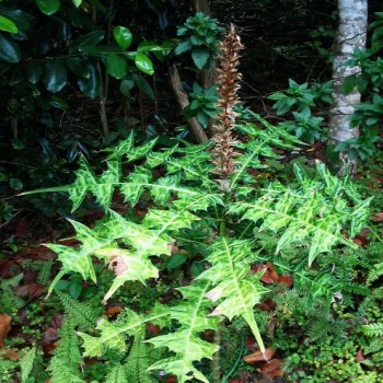 Acanthus Montanus