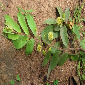 Anogeissus Leiocarpus