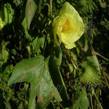 Gossypium Arboreum