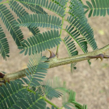 Black Cutch (Senegalia Catechu)