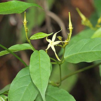 Cryptolepis Sanguinolenta