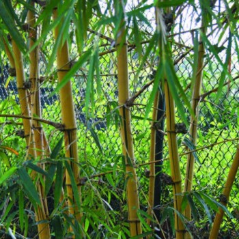 Common Bamboo (Bambusa Vulgaris Schrad.)