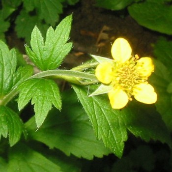 Wood Avens (Geum Urbanum L.)