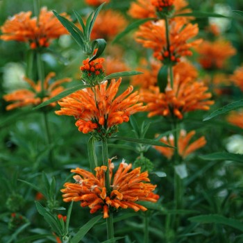 Lion’s Tail (Leonotis Leonurus)