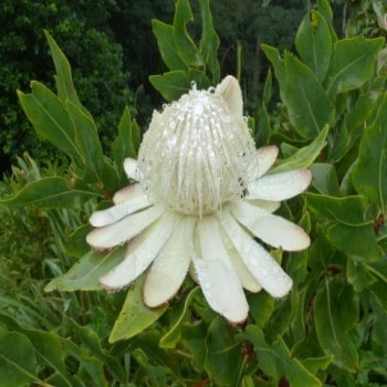 Protea Elliottii