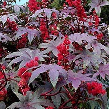 Ricinus Communis