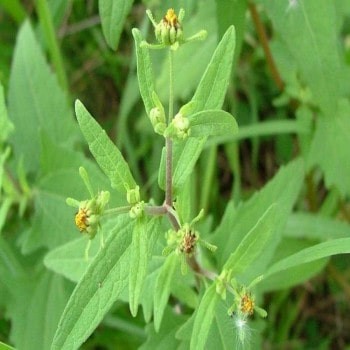 Siegesbeckia Orientalis