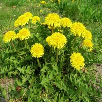 Taraxacum Officinale