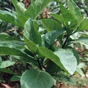 Vernonia Amygdalina