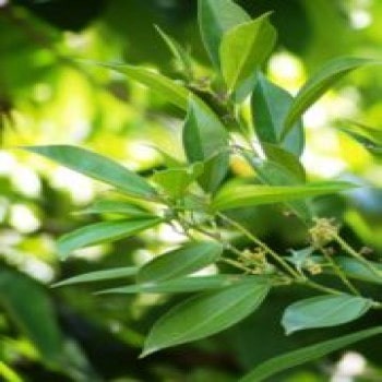 Penianthus Zenkeri