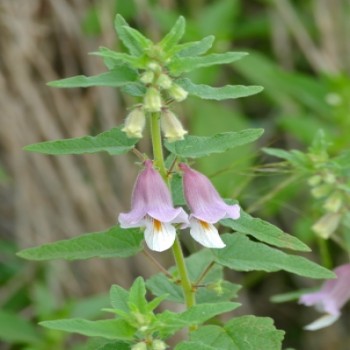 Ceratotheca Sesamoide - Ambunu