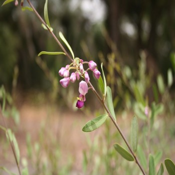 Securidaca longipedunculata -Mpesu