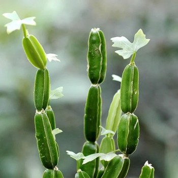 Cissus Quadrangularis