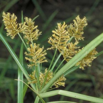 Cyperus Esculentus