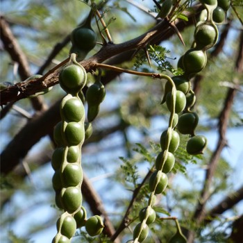 Acacia Nilotica